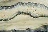 Mammoth Molar Slice With Case - South Carolina #349979-2